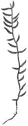 Weymouthia mollis. Habit. Drawn from T.W.N. Beckett s.n., May 1889, CHR 624130, and J. Child 1740, CHR 432785.
 Image: R.C. Wagstaff © New Zealand Institute for Bioeconomy Science Limited 2026 CC-BY 3.0 NZ